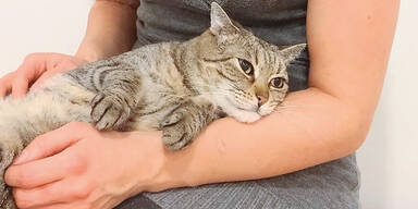 Die kuschelige Kiri ist die s&uuml;&szlig;este Katze &Ouml;sterreichs