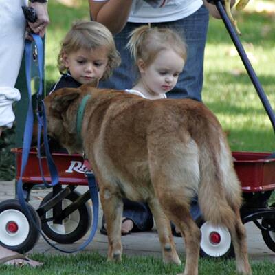 Süß - Kingston Rossdale & Ruby Sweetheart Maguire