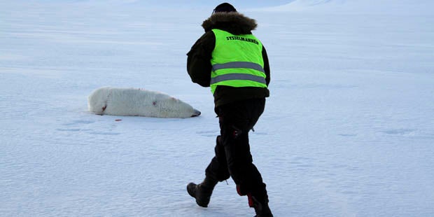 Sonnenfinsternis: Eisbär verletzt Touristen