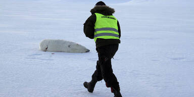 Sonnenfinsternis: Eisbär verletzt Touristen