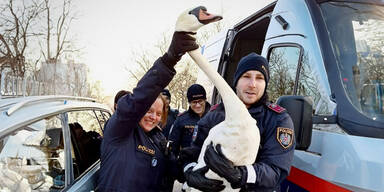Die Polizei rettete einen Schwan