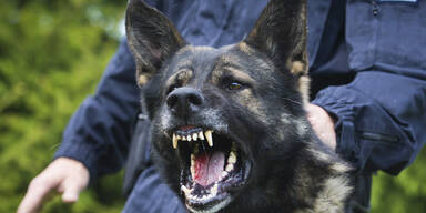 Polizeihund