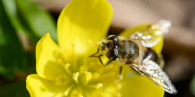 Diese Pollen fliegen jetzt schon