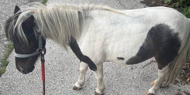 Pony wanderte durch Klagenfurt.