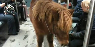 Pony in der S-Bahn