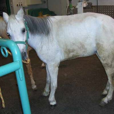 Die brutalen Bilder der gequälten Ponys