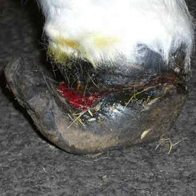 Die brutalen Bilder der gequälten Ponys