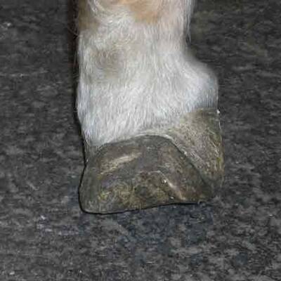 Die brutalen Bilder der gequälten Ponys