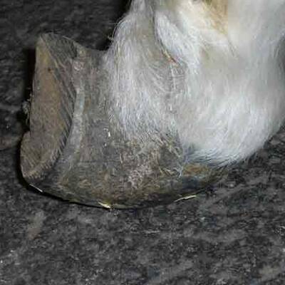 Die brutalen Bilder der gequälten Ponys