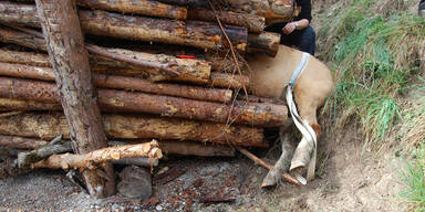 Pony musste aus Holz- Stapel befreit werden