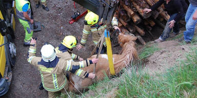 Pony musste aus Holz- Stapel befreit werden