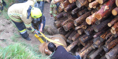 Pony musste aus Holz- Stapel befreit werden