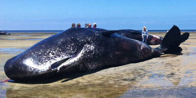 Pottwale in Australien gestrandet