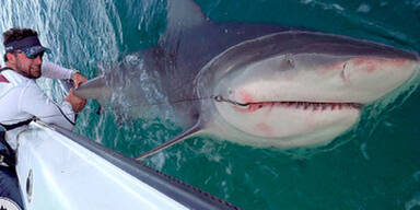 Muskelprotz k&auml;mpft gegen Mega-Hai - und gewinnt