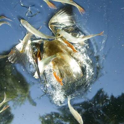 Die besten Pressefotos 2009