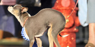 Hässlichster Hund der Welt gekürt