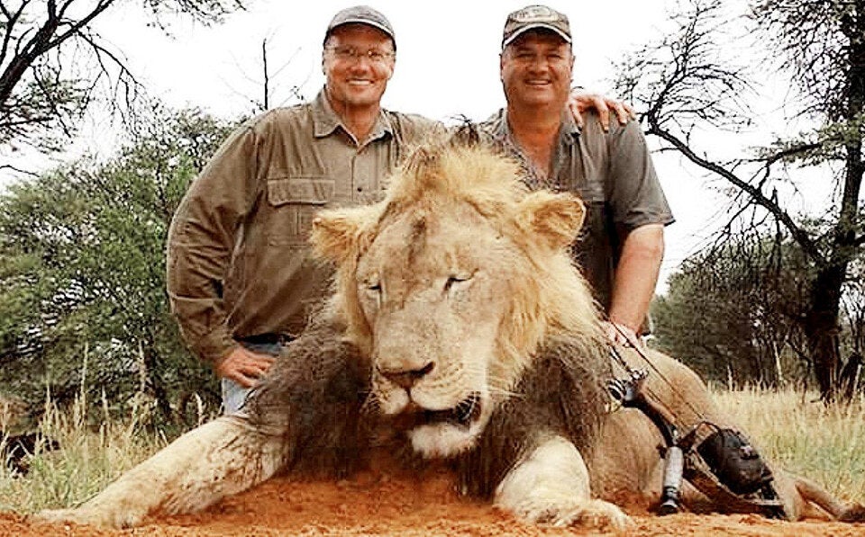 Löwen-Killer tötet seltenes Wildschaf