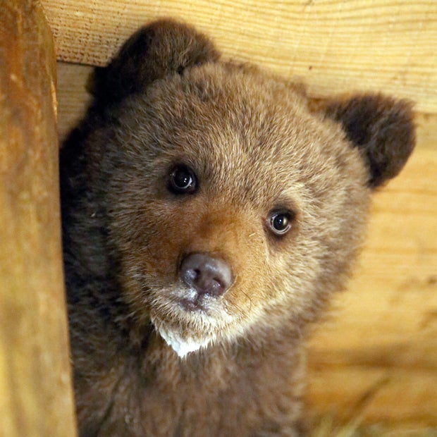 Bärenwaise Puchatka wird Zoo-Bewohnerin
