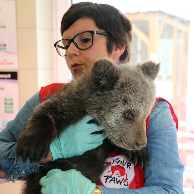 Bärenwaise Puchatka wird Zoo-Bewohnerin