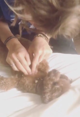 Herzstillstand! Drama um Katy Perrys Hund in Wien