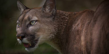 Mutter rettet Sohn aus Maul eines Pumas