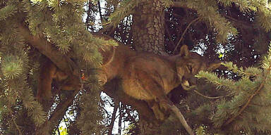 Wilder Puma h&auml;lt ganze Stadt 15 Stunden lang in Atem