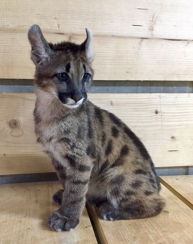 Mann hielt Pumawelpen in Wohnung