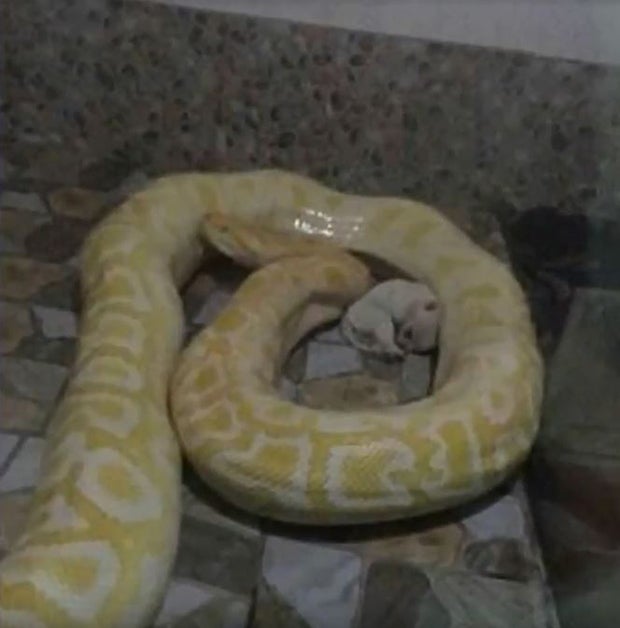 China-Zoo verfüttert Welpen an Python