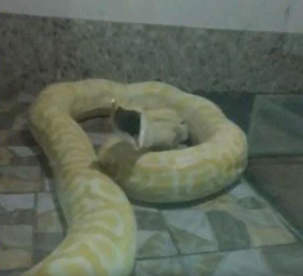 China-Zoo verfüttert Welpen an Python