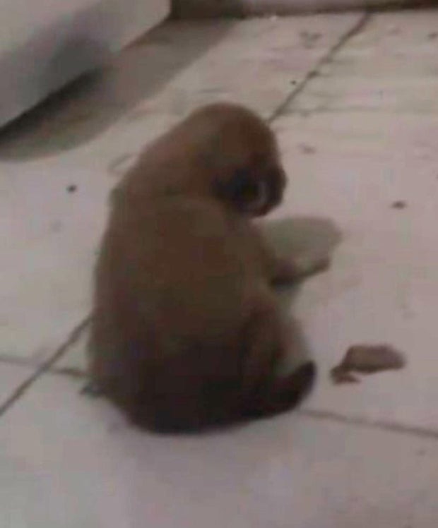 China-Zoo verfüttert Welpen an Python