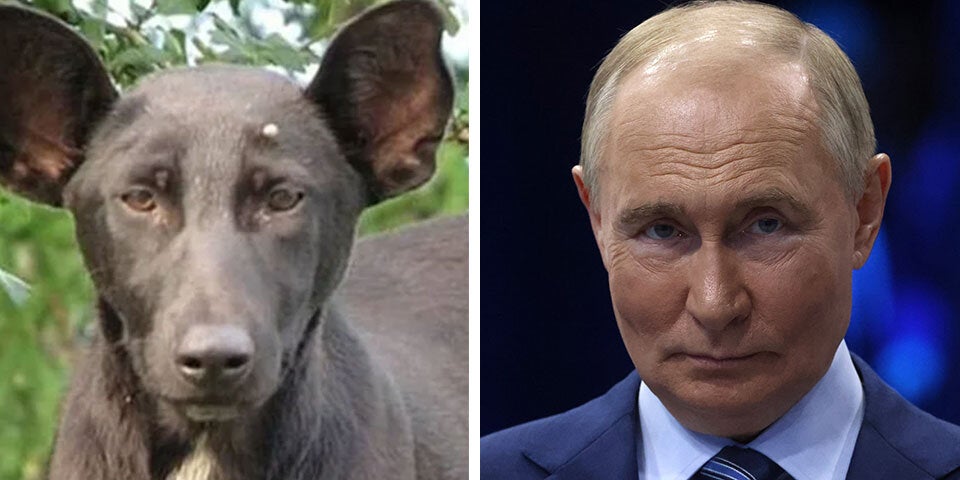 Cher, Putin & Gere: Diese Hunde sind Doppelgänger von Promis