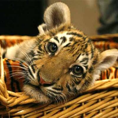 Putin erhält Sibirischen Tiger zum Geburtstag