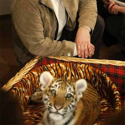 Putin erhält Sibirischen Tiger zum Geburtstag