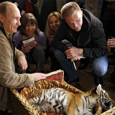 Putin erhält Sibirischen Tiger zum Geburtstag