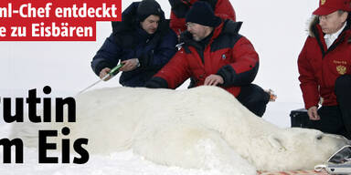 Putin im Eis - aus Liebe zu Eisbären