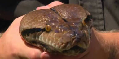 Königspython im Küchenkasten