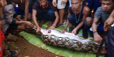 Frau von Python verschlungen