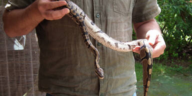 Königspython in Kinderdorf gefunden