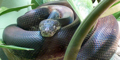 Pythonschlange
