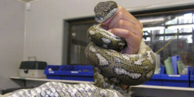 python