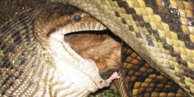 Hier frisst eine Schlange ein Hundebaby