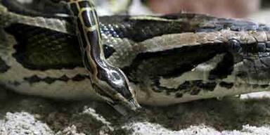 python