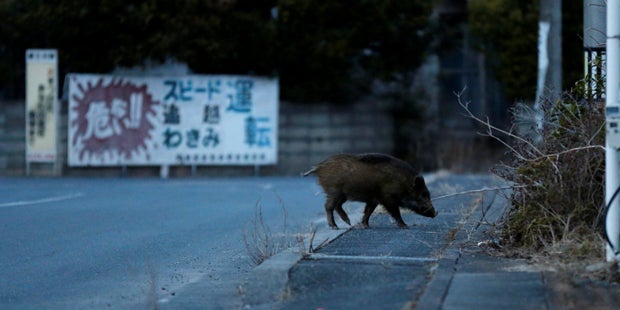Fukushima Wildschwein