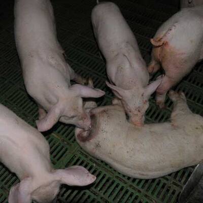 Die skandalösen Bilder vom Entenfellner-Betrieb