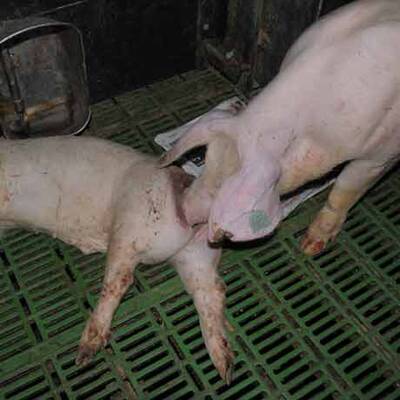 Die skandalösen Bilder vom Entenfellner-Betrieb