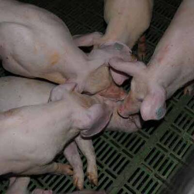 Die skandalösen Bilder vom Entenfellner-Betrieb