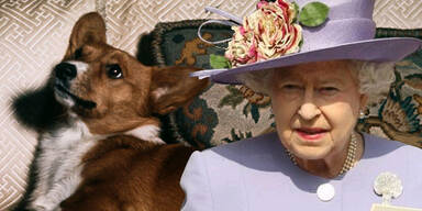 Corgi und Queen Elisabeth