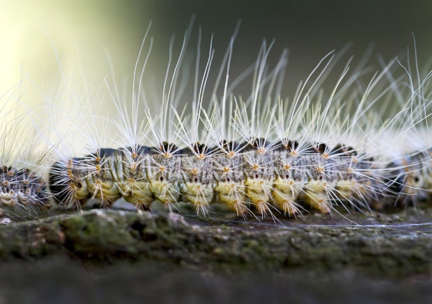 Tödliche Gift-Raupe im Anmarsch auf Wien