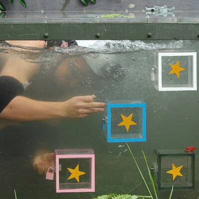 Tag 10 im Dschungelcamp