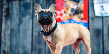 US-Stadt waehlt Hund zum Buergermeister von Rabbit Hash